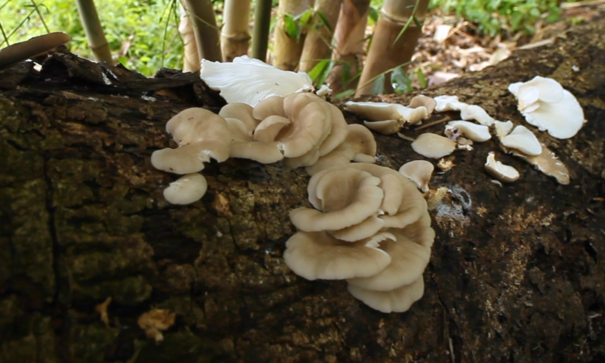 Photo of Oyster mushrooms growing in tropical rainforest